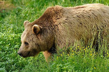 Reiseziel Nationalpark Bayerischer Wald